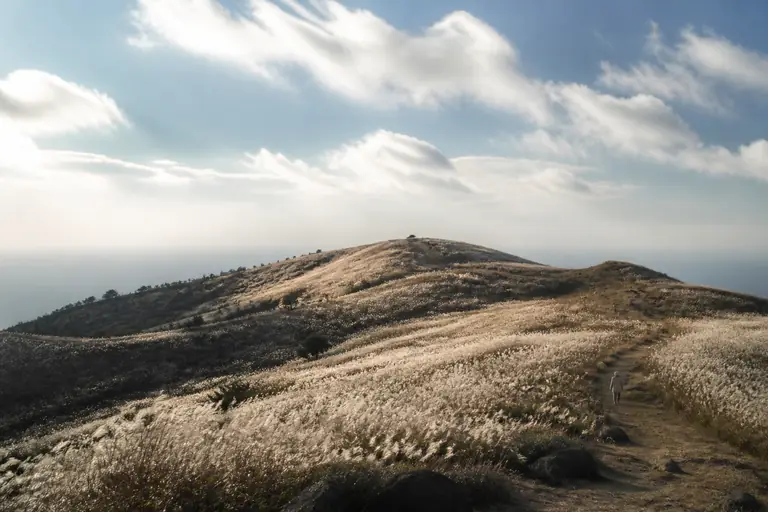 제주 오름 억새 능선